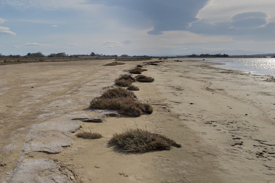 Sansouïre: Alignement de Salicorne dans  la zone d'expansion de l'étang (rive Est étang des Ayguades)