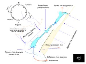 Echanges mer-lagunes