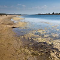 Rive Ouest étang des Ayguades