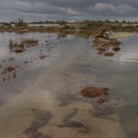 Rive Ouest étang des Ayguades