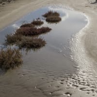 Sansouïre: Tapis disjoint de Salicorne dans une mare d'eau saumatre