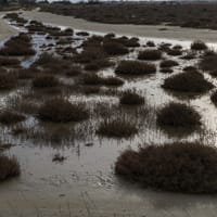 Sansouïre: Salicorne dans une mare d'eau saumatre
