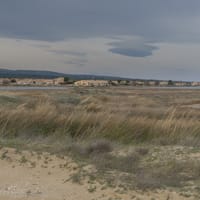 Phragmites sur le flanc de la zone dunière (rive est étang de Mateille)