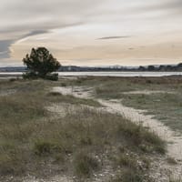 Végétation des dunes (rive Est étang de Mateille)