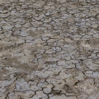 Sansouïre asséchée (rive est étang de mateille)