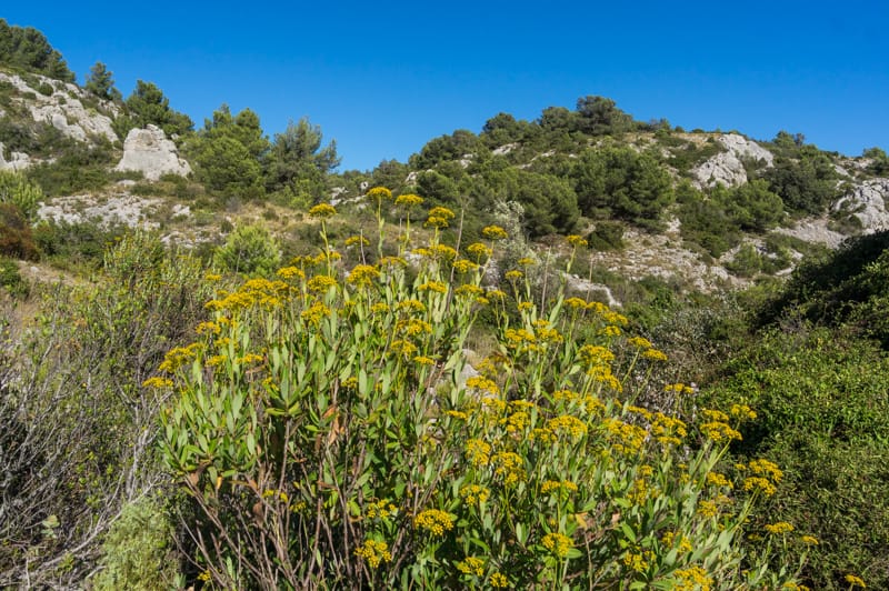 Buplèvre arbustif