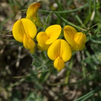 Fleurs Coronille glauque (avril)