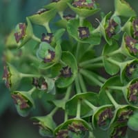 Euphorbe characias (avril)