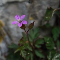 Géranium pourpre (avril)