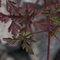 Géranium pourpre (avril)