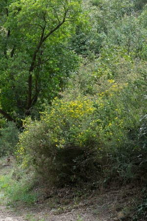 Habitat de la combe du Rec