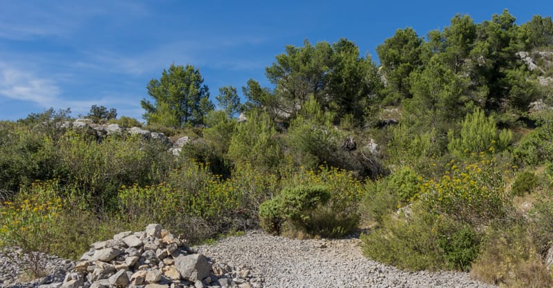 Plateau de Figuières: Pin d'Alep, Orpin de Nice et Buplèvre arbustif (Août)