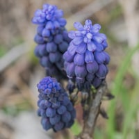 Muscari Négligé (avril)