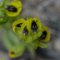 Ophrys jaune (avril)