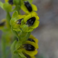 Ophrys jaune (avril)