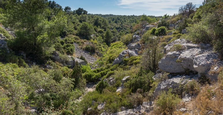 la garrigue de Figuières