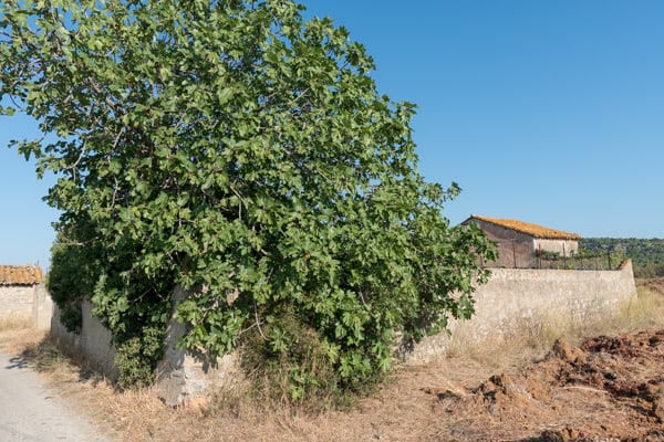 Le figuier de la villa Lucienne