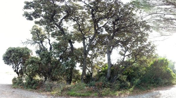 Le bosquet de chênes