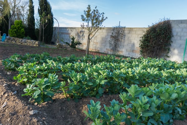 Jardin dans la Sagne