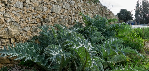 A l'abri du mur, les plants d'artichauts