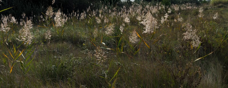 Marais (Phragmites) | Oustalet