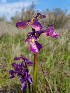 Sagne | Orchidée