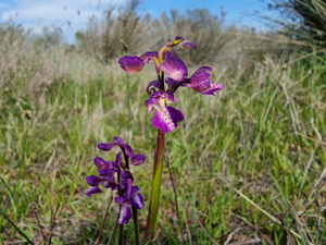 Sagne | Orchidée