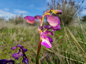 Sagne | Orchidée