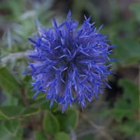 Fleur de l'Oursin bleu - Echinops ritro, Planal de la Passe (Juillet)