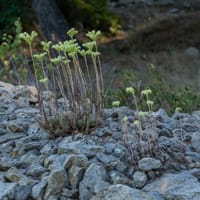 Orpin de Nice, Planal de la Passe (Juillet)