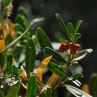 Camélée de Montpellier - la Garrigue (Juillet)