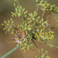 Fenouil commun: inflorescence (Août)