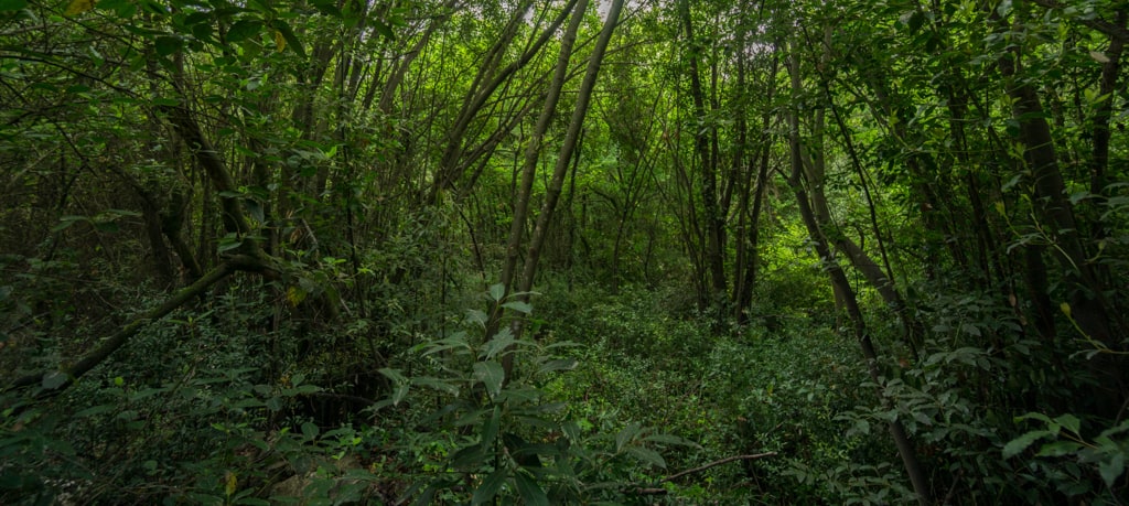 La végétation dense de la doline