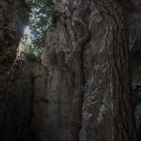 Troncs de lierre dans la grotte