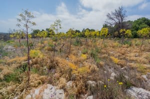 Le plateau des Caunes et les férules en fleur