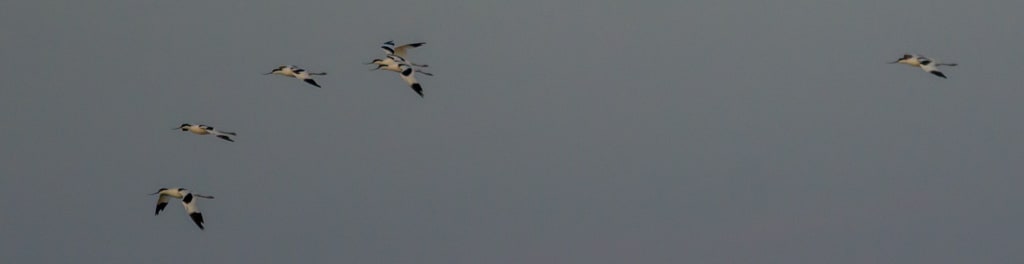 Vol d'Avocettes au dessus du Lac