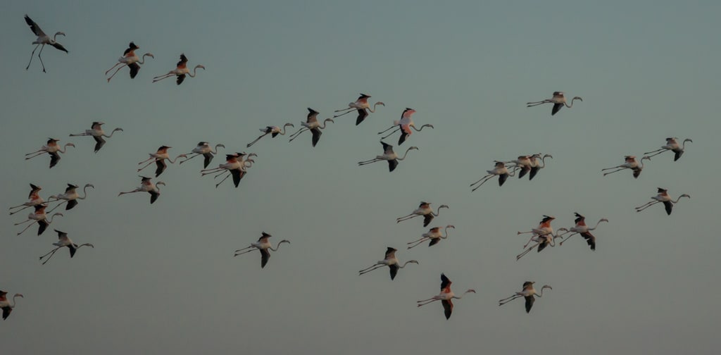 Vol de flamants roses en approche sur le Lac