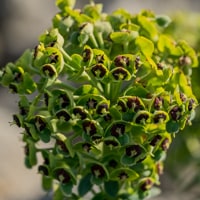 Euphorbe characias (avril)