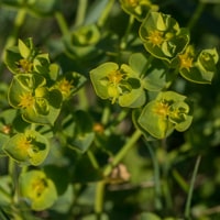 Euphorbe réveil matin  (avril)