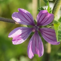 Mauve sylvestre (avril)