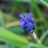 Muscari négligé (avril)