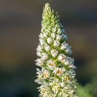 Reseda blanc (avril)