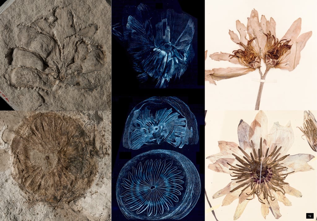 Anoectomeria brongniartii vs Nymphéa lotus © MNHN