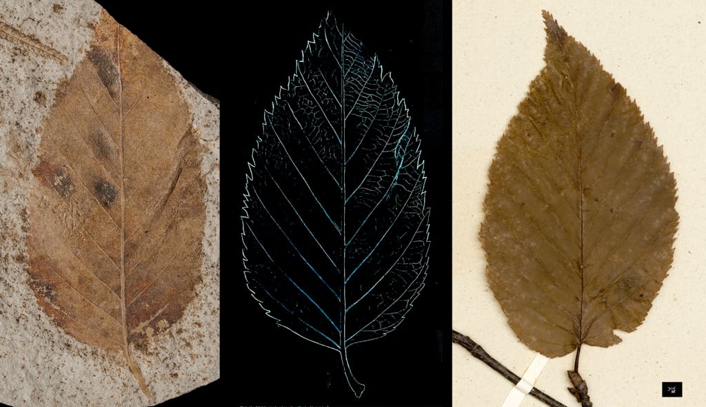 Betula dryadum Ad. Brongniart, 1828 vs Betula lenta © MNHN 