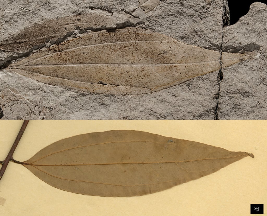 Cinnamomum lanceolatum HEER, 1856  vs Cinnamomum burmannii © MNHN