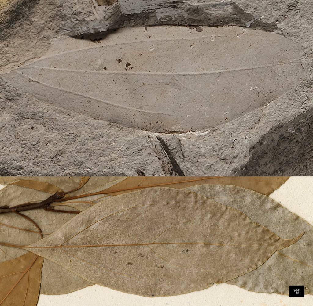 Cinnamomum polymorphum (Al. BRAUN) HEER, 1856  vs Cinnamomum camphora © MNHN 