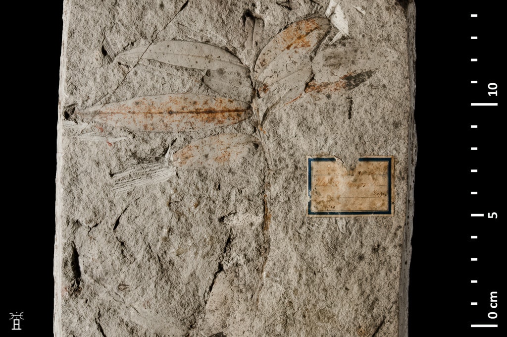 Dalle calcaire gris-bleu portant plusieurs feuilles lancéolées d'Ilex acuminata insérées sur un rameau; des mouchetures ocres suivent le limbe et la nervure médiane; étiquette manuscrite ancienne à filet bleu, signée Sap.