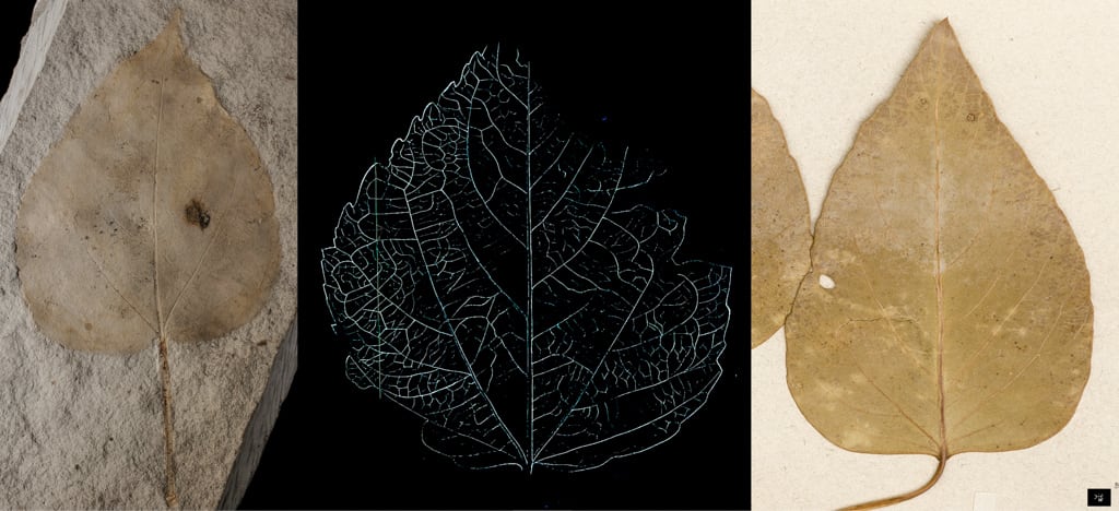 Populus palaeomelas Saporta vs Populus euphratica © MNHN