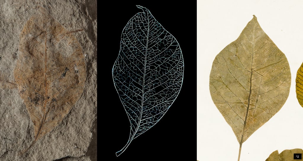 Rhus paleocotinus Saporta 1865 vs Toxicodendron radicans © MNHN