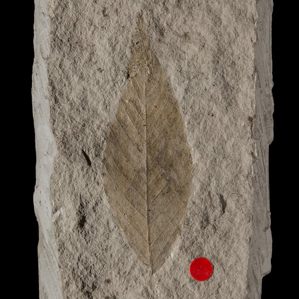 Betula cuspidens SAPORTA, 1865 © MNHT